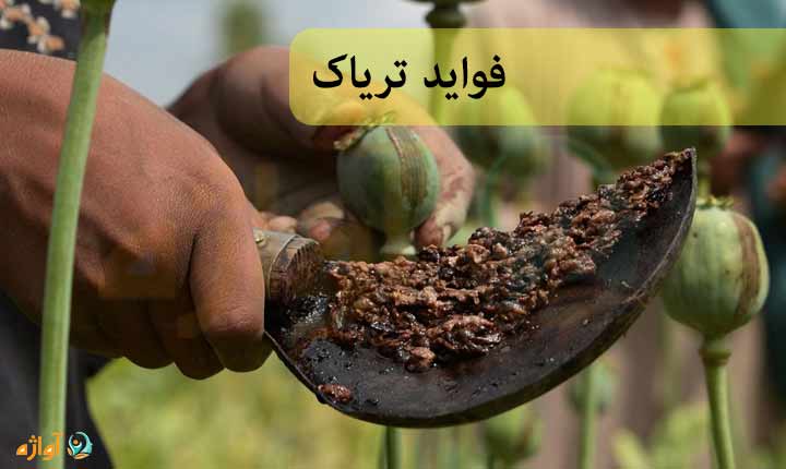 فواید تریاک (خواص تریاک چیست) (او)